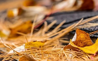Why you should call in Blitz this Autumn