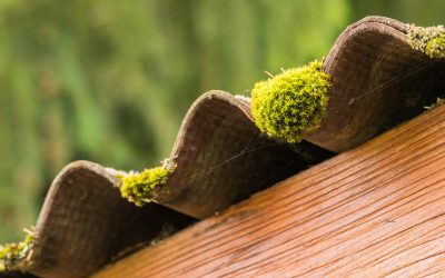 Is Moss On Roof Tiles A Problem? And Other Roof Moss Questions